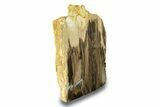 Polished, Petrified Wood (Metasequoia) Stand Up - Oregon #263731-1